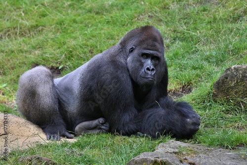 Endangered eastern gorilla on the green grassland, silverback male, Gorilla beringei, rare african animal. Animals in captivity.