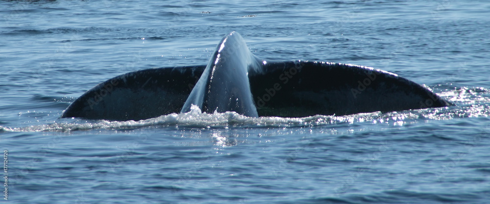 Fototapeta premium queue de baleine bleue