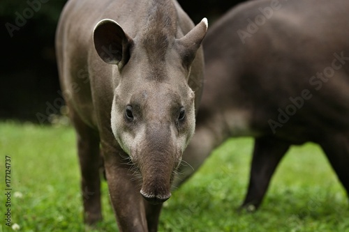 South american tapir in the nature habitat. Beautiful kind of creature in zoo. Rare animal in captivity. Tapirus terrestris.