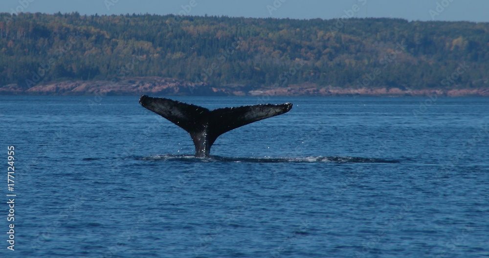 Fototapeta premium baleine à bosse