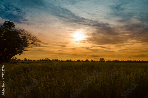 silhouette of rice plant and para grass with sunrise and clouds