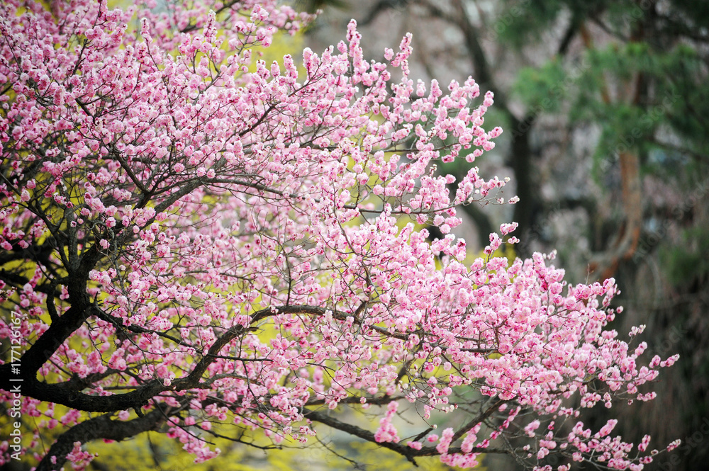 Pink color Japanese apricot flower Pink color Japanese apricot flower