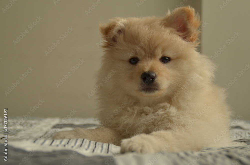 Spitz, Pomeranian Spitz, Pomeranian