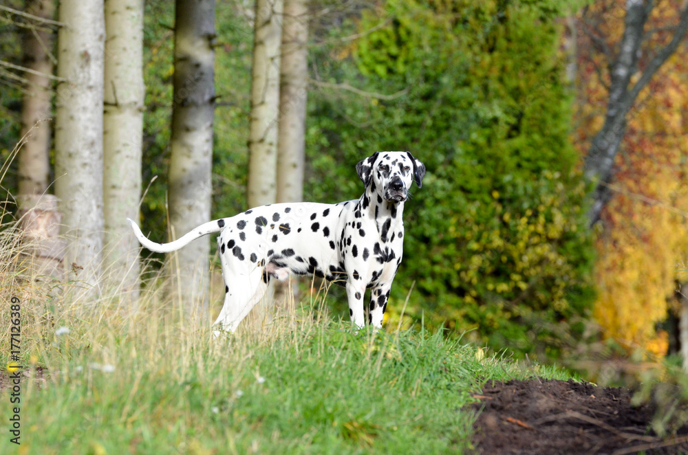 dalmatian dalmatian