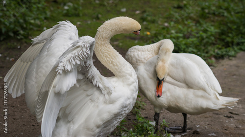 White swans at the lake, Kaliningrad region, Russia photo