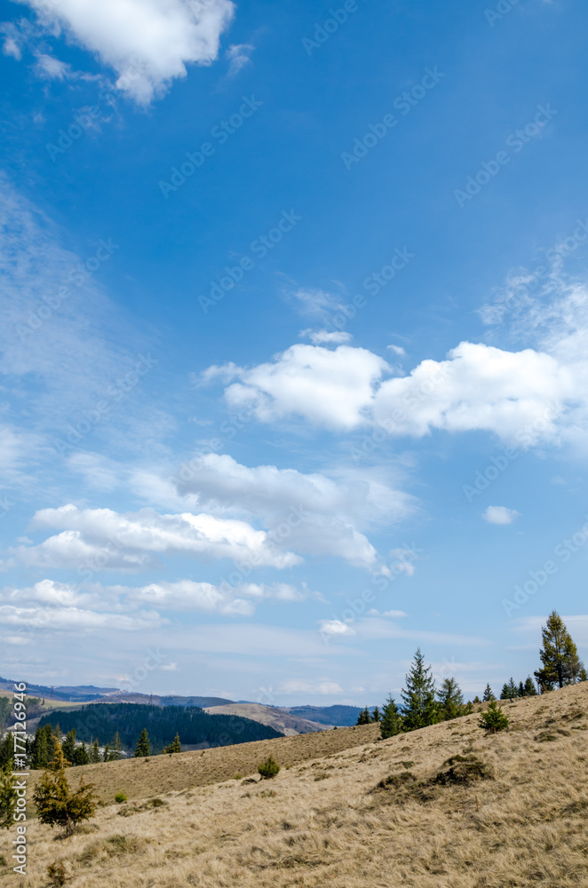 spruce in the mountains.