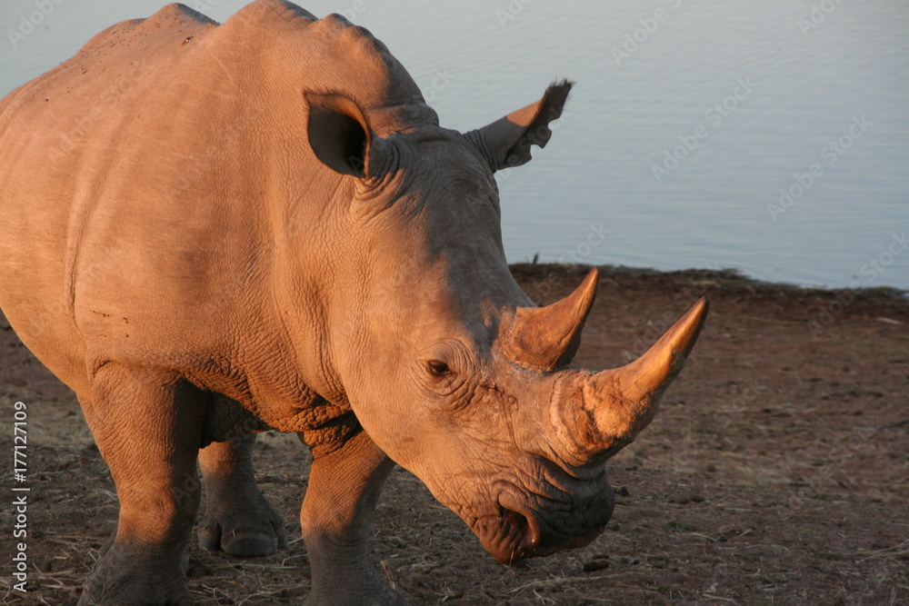 Obraz premium Rhinocéros