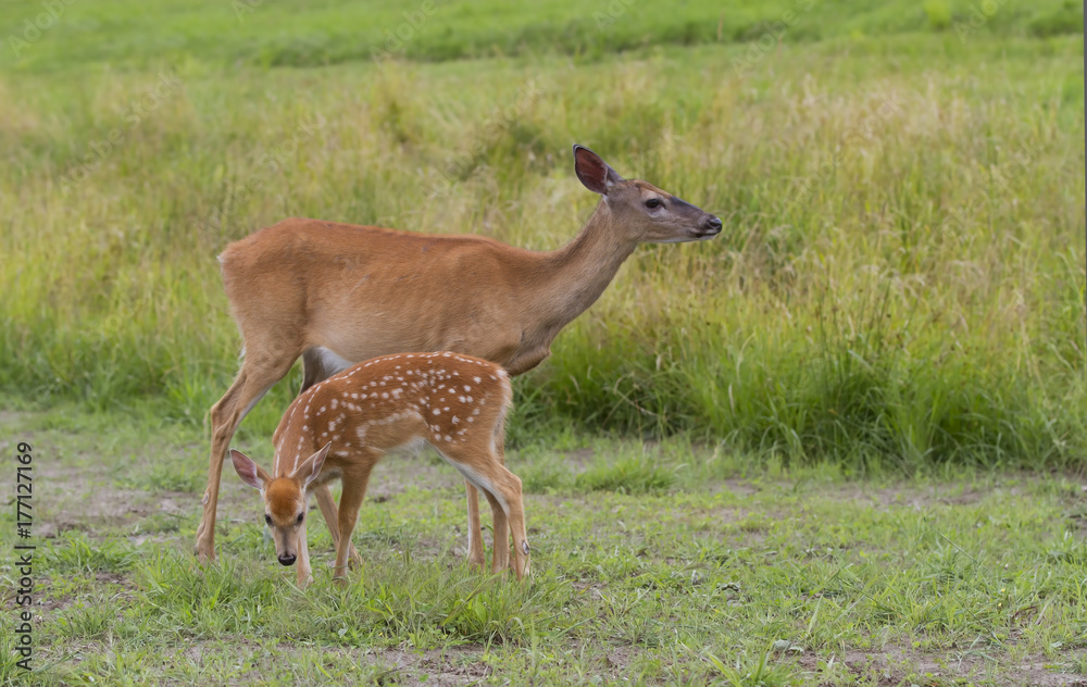 White-tailed deer fawn and doe grazing in a grassy field