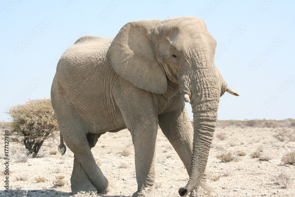 Fototapeta premium Éléphant