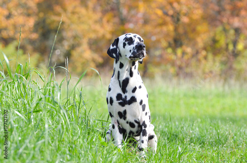 Dalmatian at field