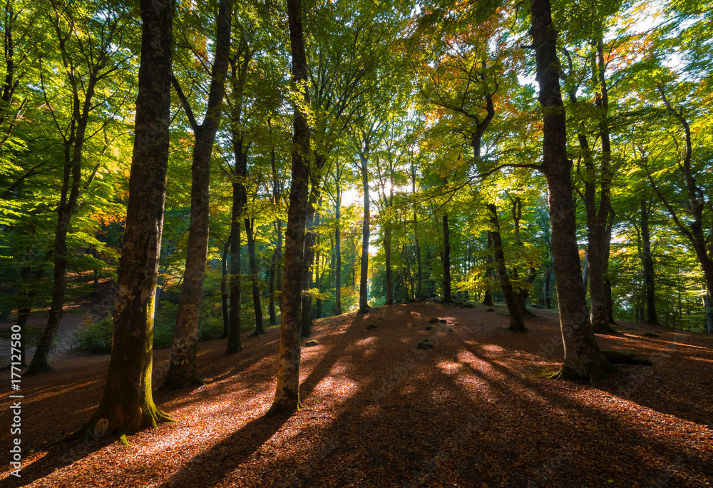 Obraz premium Soriano nel Cimino (Italy) - The autumn in the beechwood of Monte Cimino with foliage. This forest in the summit of Cimino mountain has become UNESCO World Heritage Site in 2017