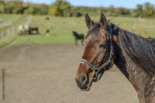 head of a beautiful, sad horse of brown color on a beautiful summer day