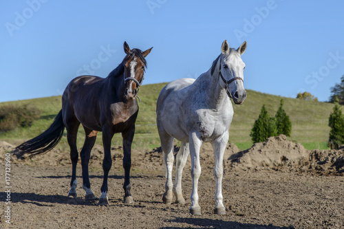 pair of beautiful horses of white and black suits at the high hill