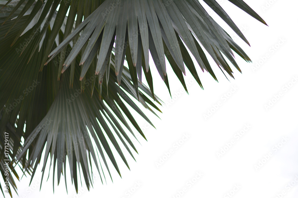 Fototapeta Liście palmowe z białym tłem.