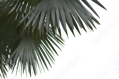 Fototapeta Liście palmowe z białym tłem.