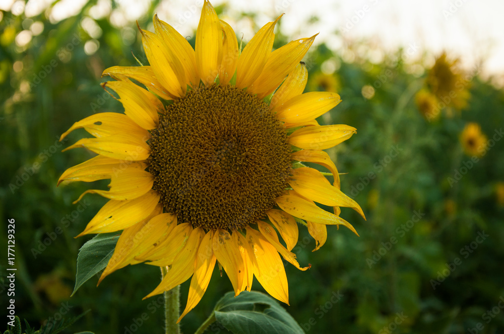 Obraz premium Beautiful sunflower natural background, sunrays at sunset