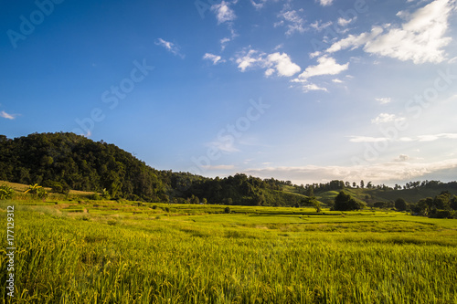 Beautiful landscape at rice field. Yellow rice waiting for harvest season among in the nature with blue sky at sunset.