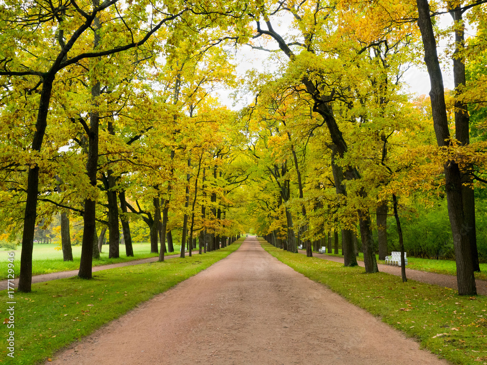 Naklejka premium Path in the autumn Park going forward. Walk in the fresh air on the road near tall trees