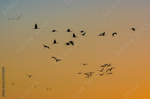 Vogelzug der Kraniche im Sonnenuntergang