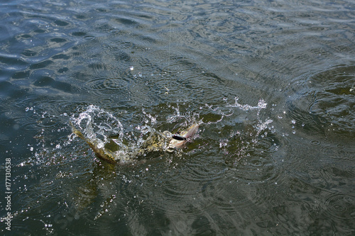 Summer fishing, pike fishing, spinning on the lake