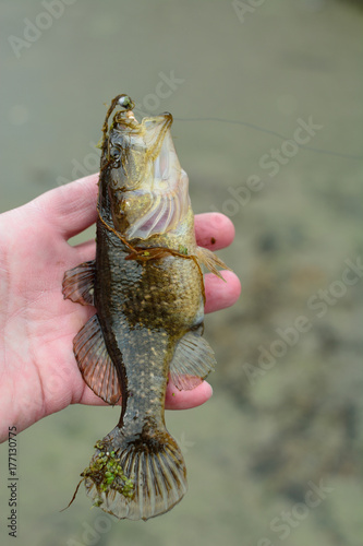 Summer fishing on the lake, Perccottus glenii photo