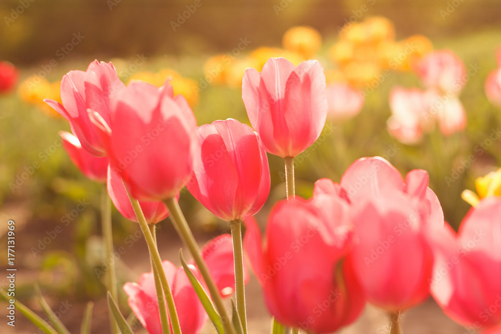 Flower tulips background. Beautiful view of rose tulips & sunlight, field of tulips