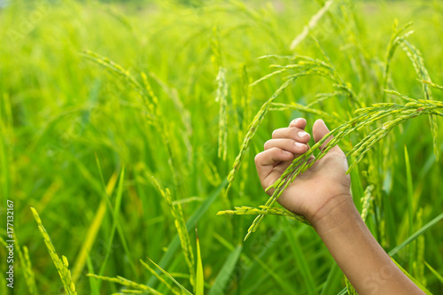  hand tenderly touching a young rice in the paddy field