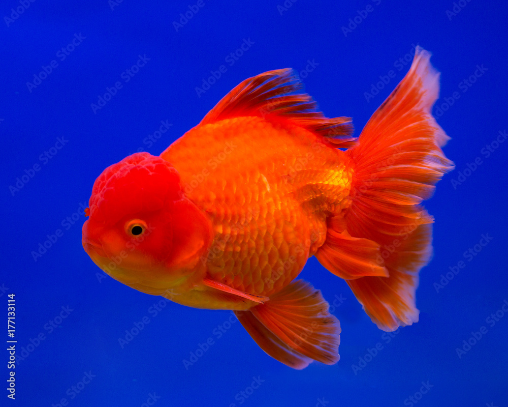 Gold fish in aquarium tank Gold fish in aquarium tank