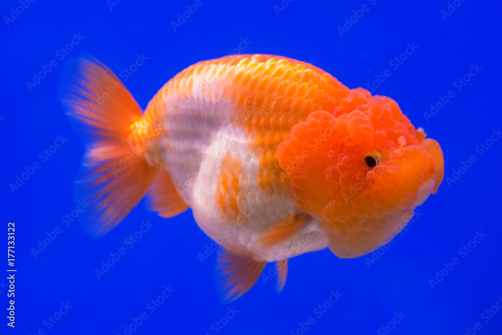 Ranchu Lion Head goldfish in fish tank. Ranchu Lion Head goldfish in fish tank.