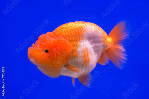 Ranchu Lion Head goldfish in fish tank.