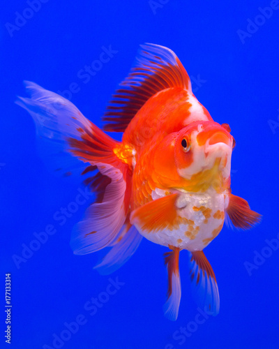 Ryukin goldfish in a blue background © titipong8176734
