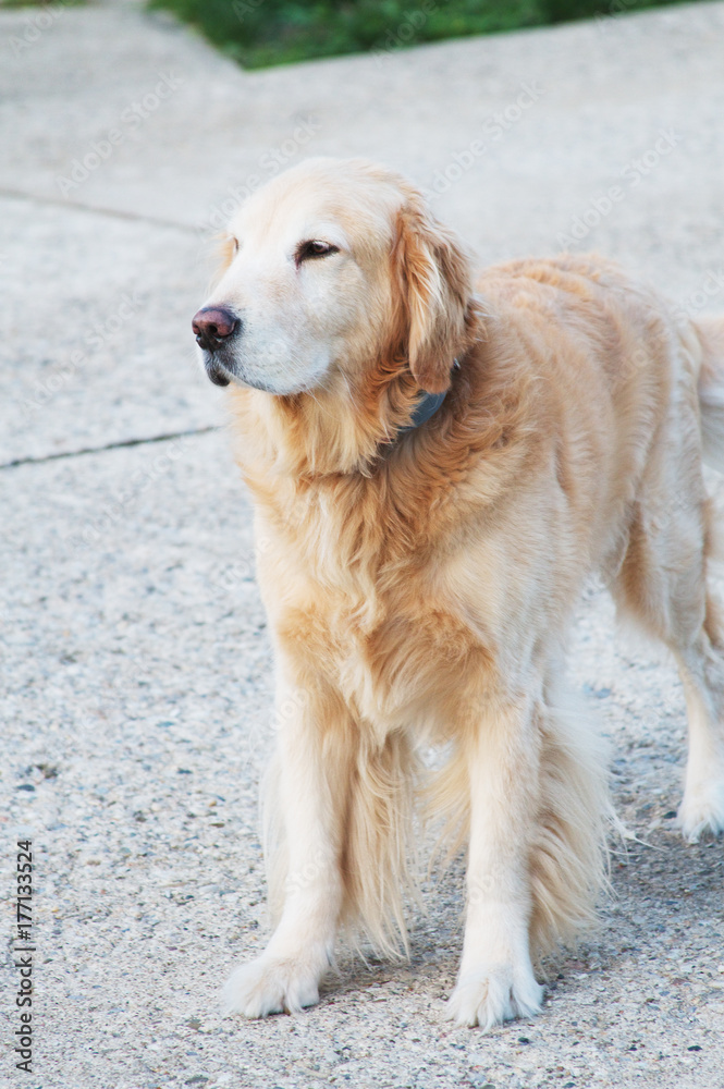 Golden Retreiver Dog