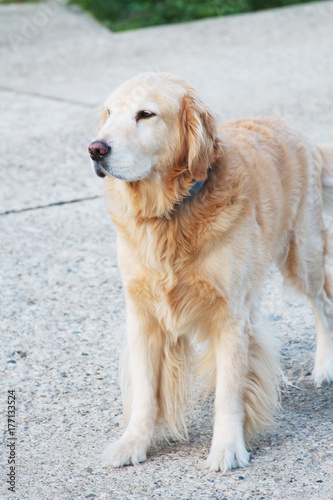 Golden Retreiver Dog