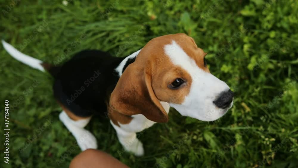Close up portrait of a beautiful beagle puppy dog playing with his owner sniffing the owner's hand. Outdoors in the park Close up portrait of a beautiful beagle puppy dog playing with his owner sniffing the owner's hand. Outdoors in the park