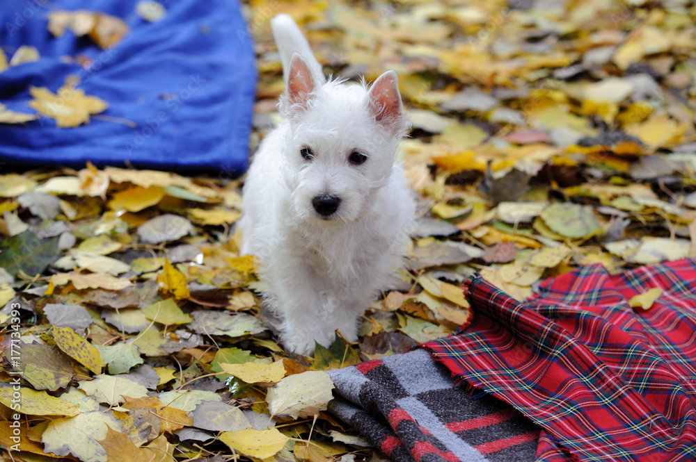 Fototapeta premium west highland white terrier roaming free in autumn park scenery