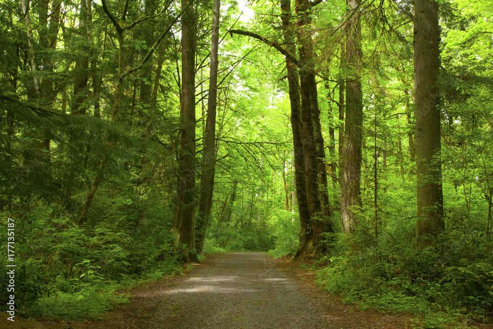 a picture of an Pacific Northwest forest trail a picture of an Pacific Northwest forest trail