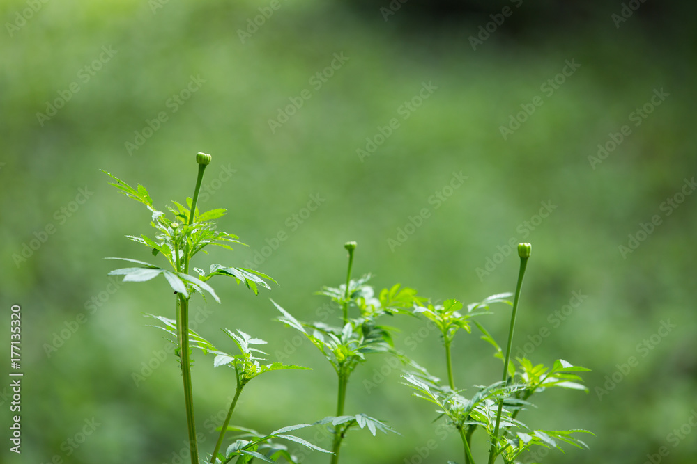 Little marigold flower is growing in the garden Little marigold flower is growing in the garden