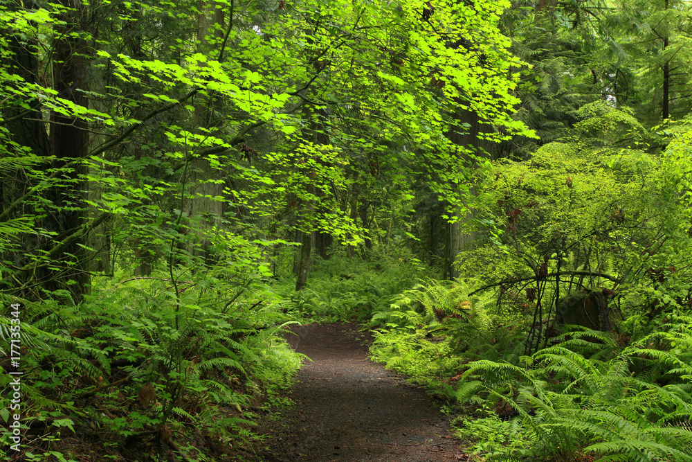 a picture of an Pacific Northwest forest trail a picture of an Pacific Northwest forest trail