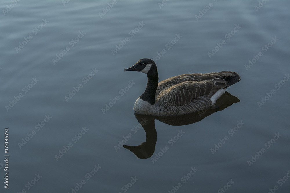 Fototapeta premium Goose swimming in pond