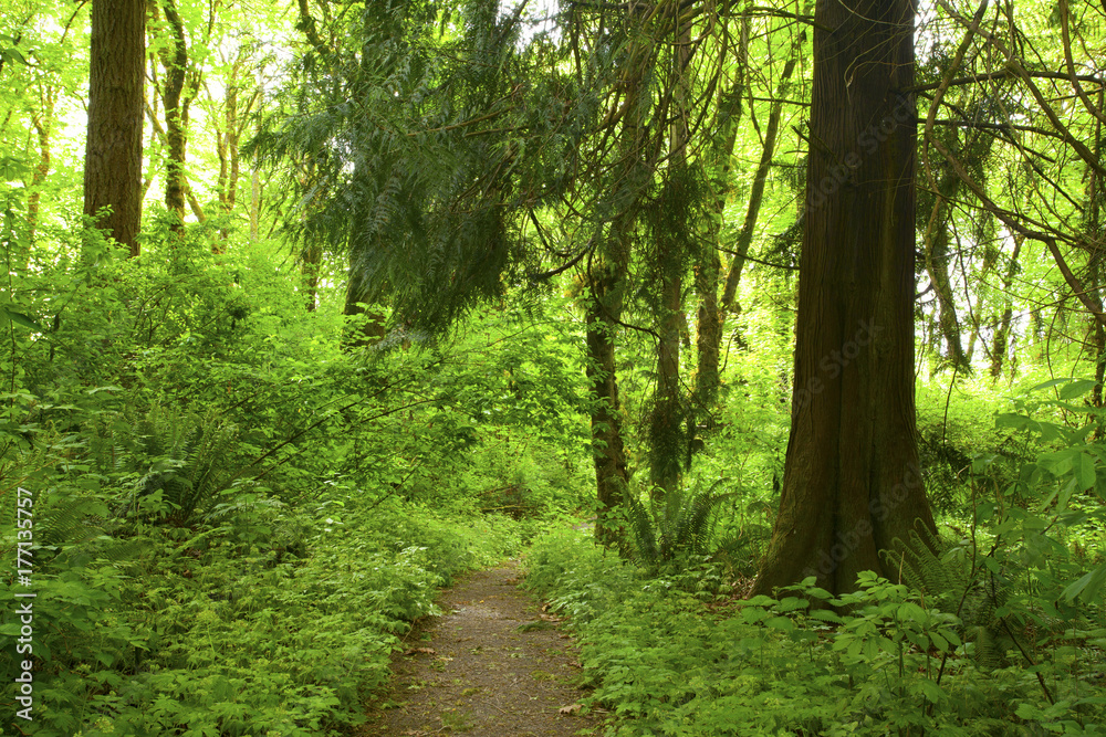 a picture of an Pacific Northwest forest trail a picture of an Pacific Northwest forest trail
