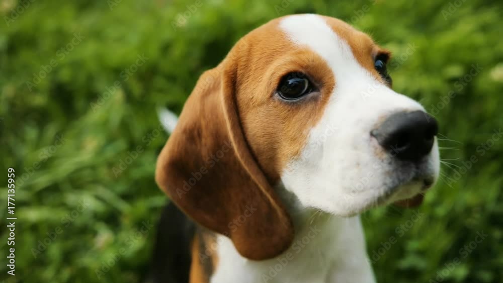 Close up. Portrait of a beautiful beagle puppy dog sitting on the grass, looking into the camera and away. Blurred grass background. Close up. Portrait of a beautiful beagle puppy dog sitting on the grass, looking into the camera and away. Blurred grass background.