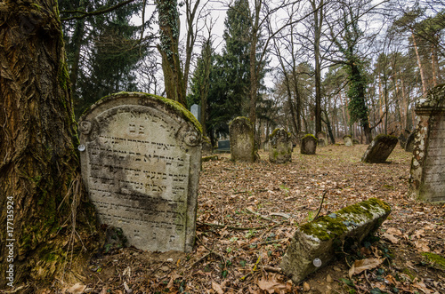 eingewachsene grabsteine im wald photo