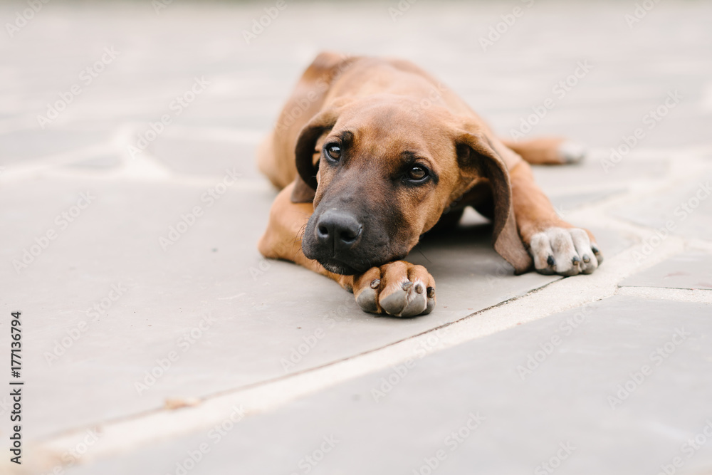 cute rhodesian ridgeback puppy lying on the driveway, looking at camera cute rhodesian ridgeback puppy lying on the driveway, looking at camera