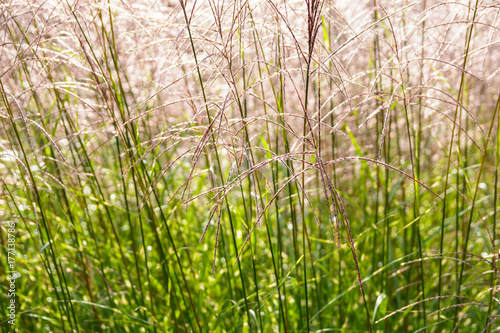 Close-up view of Miscanthus sinensis plants with backlighting showing up glossy pink flowers and green stems.