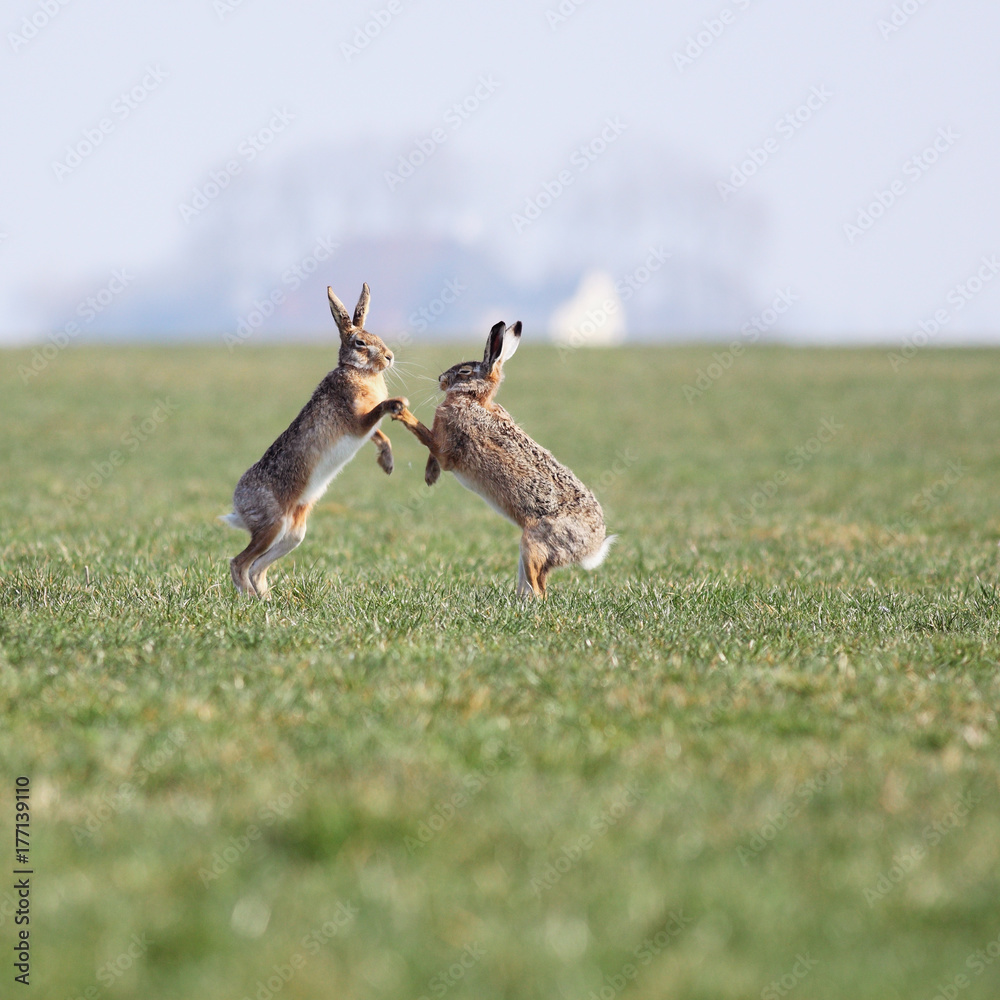 Two hares appear to be highfiving, while having a boxing match in a field Two hares appear to be highfiving, while having a boxing match in a field
