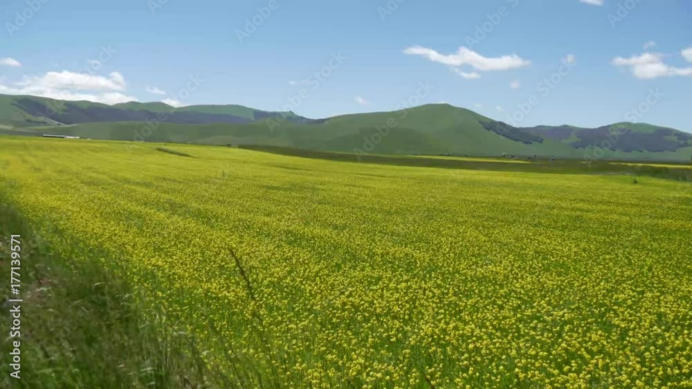 Lenticchie in fiore a Castelluccio di Norcia campi coltivati sui monti Sibillini Lenticchie in fiore a Castelluccio di Norcia campi coltivati sui monti Sibillini