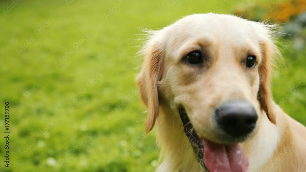 Close up portrait of a golden retriever sitting on the grass and looking away. Then - looking into the camera. Blurred green background. Close up portrait of a golden retriever sitting on the grass and looking away. Then - looking into the camera. Blurred green background.