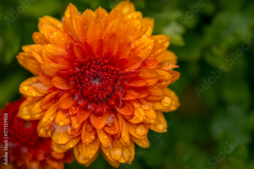 Close-up of Orange Chrysanthemum with Rain Drops 