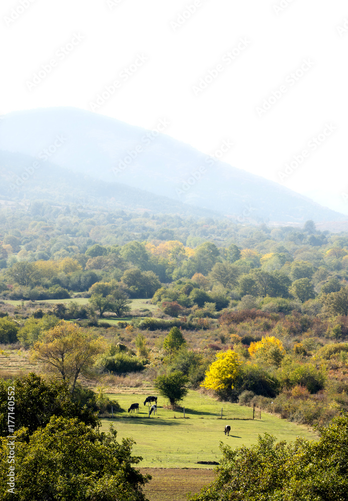 Idyllic autumn landscape in the near Bitola,Macedonia with cows 