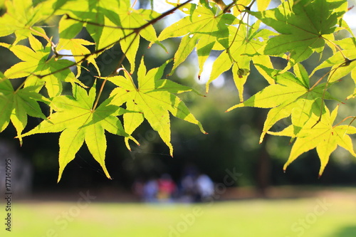 Leaves under warm sunshine